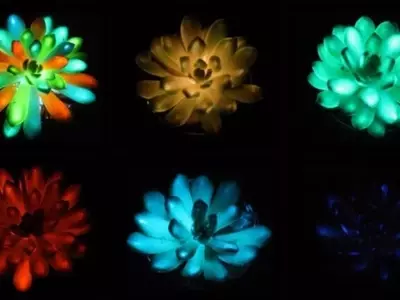 Suculentas que Brillan en la Oscuridad: Una Innovación Botánica