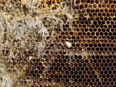 Bipin: Protegiendo Colmenas de la Varroa, la Amenaza Invisible
