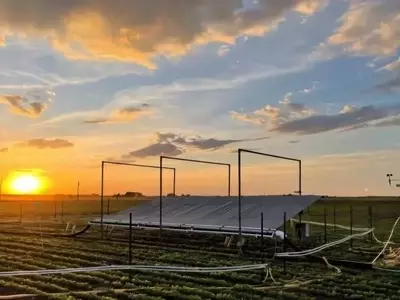 Impacto Dual en el Cultivo de Soja: La Amenaza Combinada de la Sequía y la Contaminación por Ozono