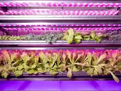 La Vanguardia de la Botánica Espacial: Impulsando Innovaciones en la Tierra