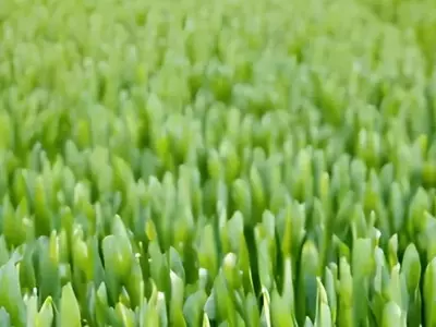 Innovación en Biocontrol: Una Bacteria del Desierto Revoluciona la Agricultura Sostenible