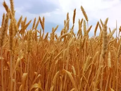 Trigo Innovador: Fertilizante Natural para una Agricultura Sostenible