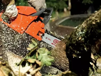 Innovación y Sostenibilidad en la Manufactura Forestal: El Caso de Oregon Tool