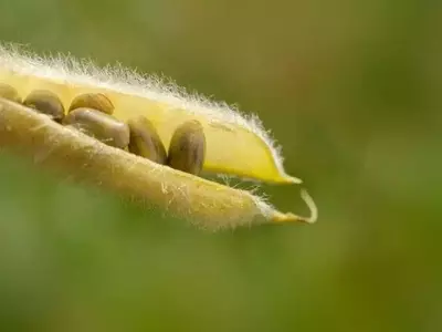 La Hormona Jasmonato: Un Regulador Clave en el Tamaño de las Semillas y la Adaptación Vegetal