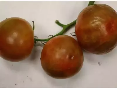 Avance Crucial en la Resistencia del Tomate al Virus ToBRFV