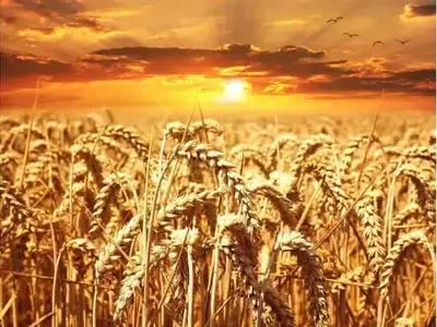 Abono Verde y Trigo: Cultivando la Resiliencia Agrícola con Tecnologías Innovadoras