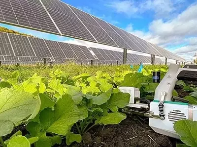 Impacto de la Sombra de Paneles Solares en Cultivos de Otoño: Un Estudio de Cornell