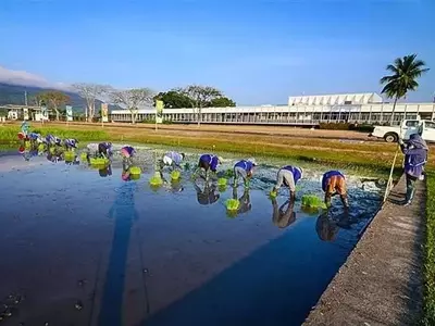 La inteligencia artificial revela claves para la sostenibilidad del arroz tras 50 años de cultivo continuo