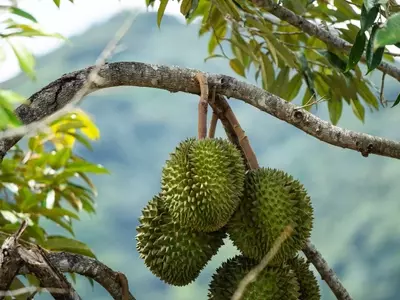 Durian Devotion: A Global Gathering in Puerto Rico's Rainforest