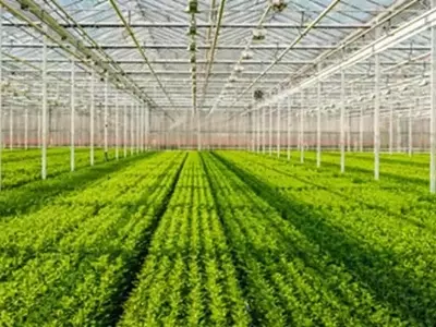 Revolución Agrícola: Control Climático Avanzado en Invernaderos para Maximizar la Productividad