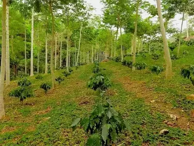La Agroforestería: Un Legado Ancestral para el Futuro Agrícola Sostenible