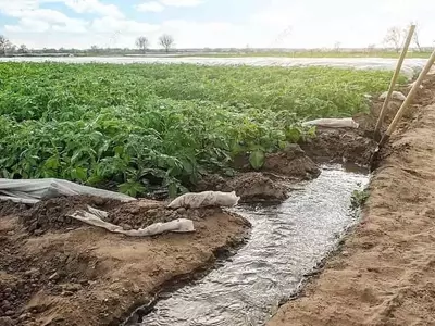 Riego por surcos: un legado agrícola vital para la gestión del agua