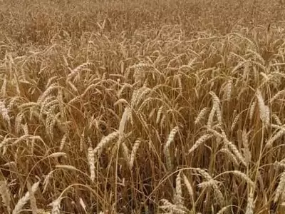 Avance Revolucionario: Inteligencia Artificial Mide el Ángulo de la Hoja Bandera del Trigo para Optimizar su Rendimiento
