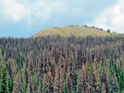 El Calentamiento Global Pone en Riesgo la Capacidad de Almacenamiento de Carbono de los Bosques