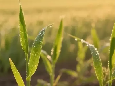 Centeno como abono verde: un aliado multifuncional para la agricultura sostenible