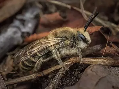 Las Abejas de Celofán: Sorprendente Resistencia al Frío y su Rol Esencial en la Polinización