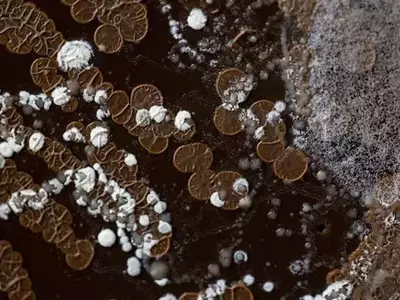 El Rol Crucial de los Microorganismos del Suelo en la Sostenibilidad Agrícola