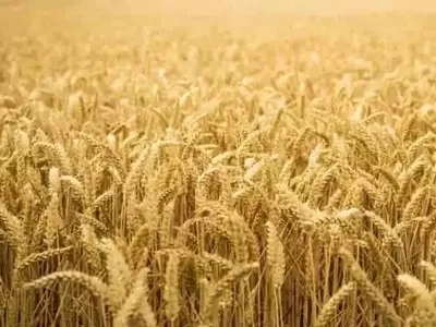 Crisis del Trigo Duro: Precios en Descenso Histórico y Preocupación en Italia
