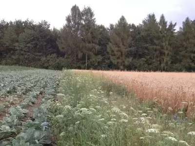 Un Enfoque Integrado: La Clave para la Conservación de la Biodiversidad Agrícola