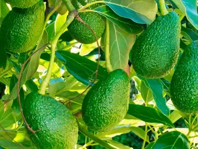Mejora la Producci￳n de Aguacates con Fertilización Foliar