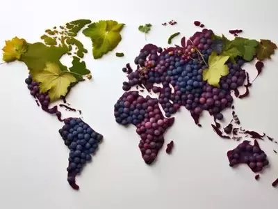 Viticultura en la Encrucijada: Salvaguardando la Diversidad del Vino Ante el Cambio Climático