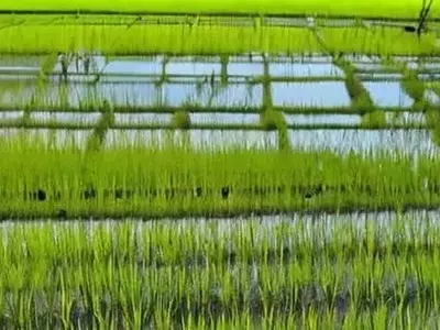 La Agro-Revolución China: Cultivando la Esperanza en Tierras Salinas
