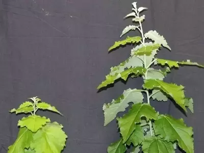 Avances Biotecnológicos en Cultivos: Más Grandes y Resistentes para Bioenergía y Bioproductos