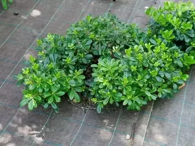 Innovación Verde: El Uso Transformador de Mallas Agrícolas en el Diseño de Jardines