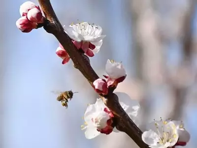 Esquel se Tiñe de Rosa: La Fiesta Anual de los Ciruelos en Flor Ilumina la Avenida Ameghino