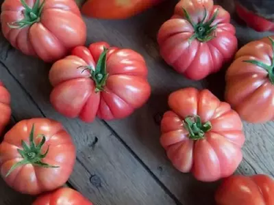 Semillas Fitó: Cultivando Innovación y Sostenibilidad en su Jardín