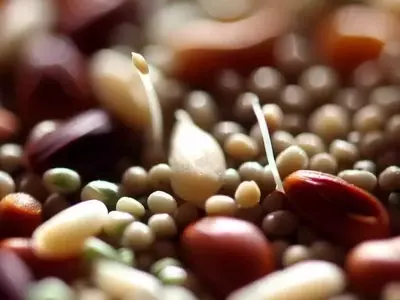 La Semilla Estratégica: Pilar de la Resiliencia Agrícola Global