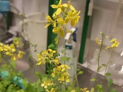 Ceniza como Aditivo Clave en la Producción de Biogás y Fertilizantes Orgánicos: Un Estudio Revelador
