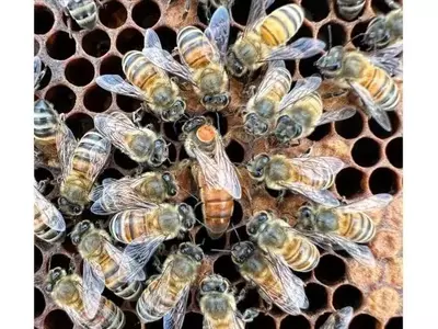 Avances Genéticos en Apicultura: Fortaleciendo Colonias de Abejas