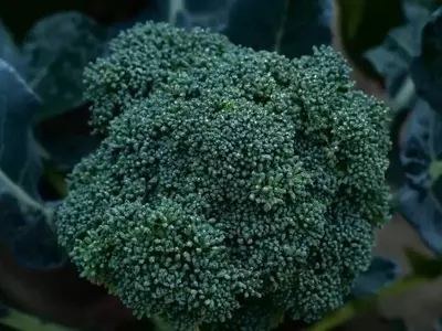 Un Nuevo Desafío en la Agricultura: La Resistencia a Fungicidas en Semillas de Brócoli