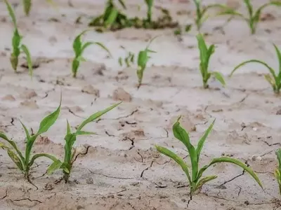 La volatilidad de los cultivos: un nuevo reto en la era del cambio climático