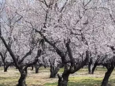 Estrategias de Cultivos de Cobertura para la Nutrición del Almendro en la Horticultura Orgánica Portuguesa