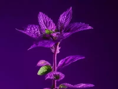 Optimización del Cultivo de Menta en Invernaderos a Través de Iluminación LED y Nutrición Avanzada