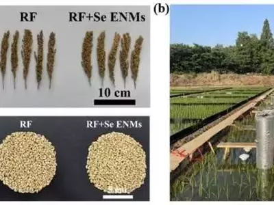 Arroz Nutritivo y Sostenible: Un Avance Científico con Selenio Nanoparticulado