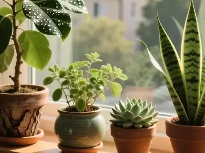 Combatiendo el Óxido Fúngico en Plantas de Interior: Estrategias Efectivas y Soluciones Duraderas
