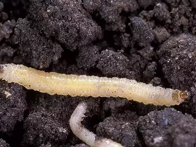 Plagas del maíz: un desafío biotecnológico persistente