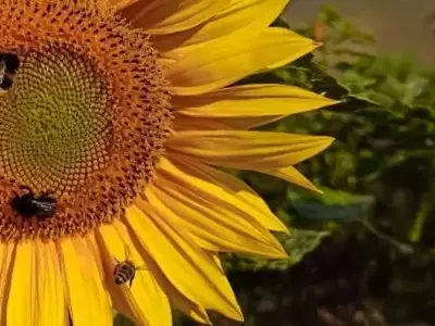 La Biodiversidad y los Polinizadores: Clave para la Estabilidad del Girasol