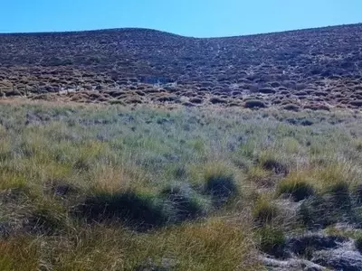 Plantas Silvestres Nativas de la Patagonia: Un Recurso Forrajero Prometedor para Argentina