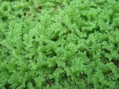 Azolla: Una Solución Ecológica y Económica para la Alimentación Pecuaria