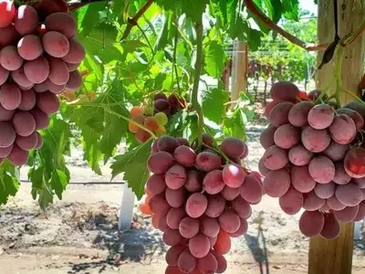 Cornell AgriTech y Sun World Lanzan Innovadoras Variedades de Uva