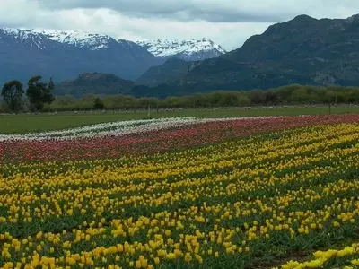 Temporada de Tulipanes en Trevelin: Una Guía Completa para Visitar el Espectáculo Floral