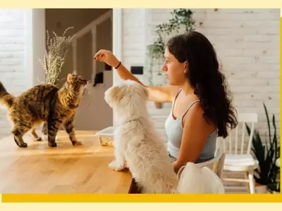 The 'Cat vs. Dog' Parenting Approach: Guiding Children Through Development