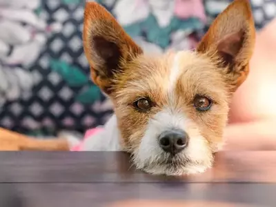 Decoding Your Dog's Sighs: What Experts Say About Canine Communication