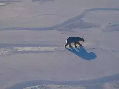 Arctic's Rapid Transformation: Unprecedented Changes in Svalbard's Ecosystem