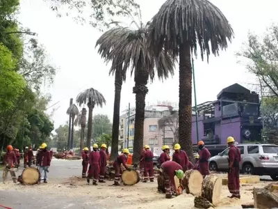 Retiro y Sustitución de Palmeras en la Ciudad de México: Un Esfuerzo por la Salud Urbana