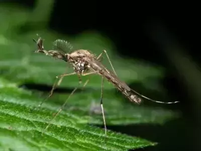Mosquitoes Make First Appearance in Iceland Amidst Warming Climate